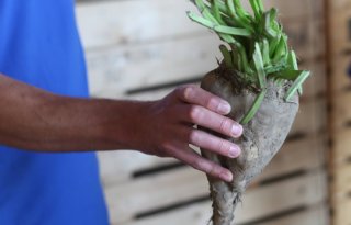 Rabobank verwacht voor korte termijn stijging van suikerprijs