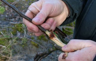 Meer+bacterievuur+in+2024%2C+maar+ziekte+wel+beheersbaar