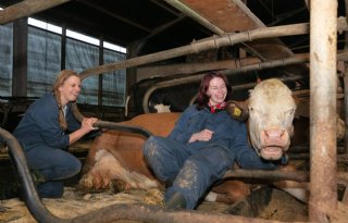 'Een koe voelt als een auto met stoelverwarming'