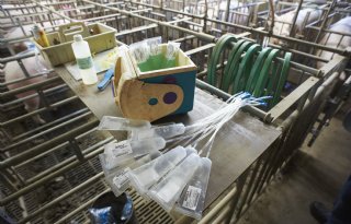 Nederlandse en Duitse varkens-KI-coöperaties fuseren