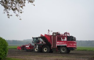 Door intensief veredelen krijgen bieten een 9 voor bladgezondheid cercospora