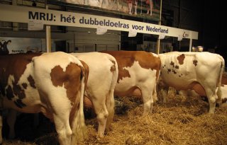 Betsie 19's Mars in de spotlights bij Omroep Brabant