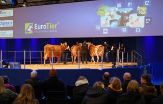 Innovatie in intensieve veehouderij is booming, rundvee wacht nog af