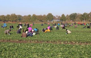 'Huisvesting op bedrijf biedt werknemers en werkgever voordelen'