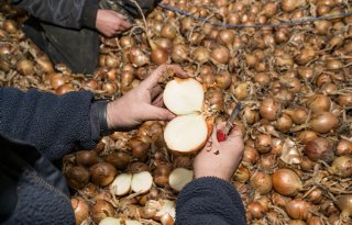 Redelijk uienjaar in Vlaanderen, maar hoge ziektedruk