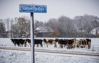 BBB Zeeland: 'Snel stoppen met ureum in strooizout'