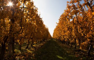 Winter in de boomgaard: verbeterplannen maken