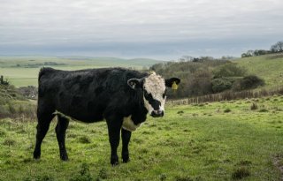Britse boeren bezorgd om landbouwproducten in deal met Amerikanen
