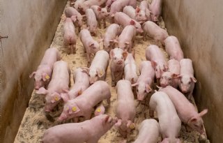 Biggenprijzen stijgen stevig door, vleesvarkensnotering maakt pas op de plaats