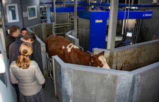 Opstelling voor melkrobots kiezen: kassa of kop-kop?