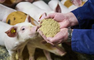 Innovatief voer focust op darmgezondheid varkens