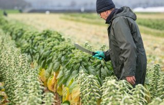 Teler heeft slag te pakken met spruitenoogst