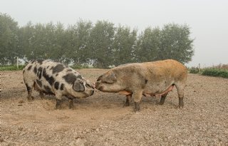 'Rentmeesterschap is pure noodzaak'