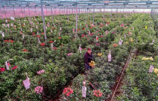 H.M. Tesselaar wint Glazen Tulp: 'Prijs kon ons niet ontgaan'