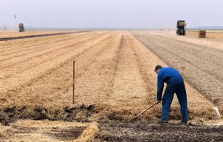 Dik pak stro beschermt waspeen tegen vorst