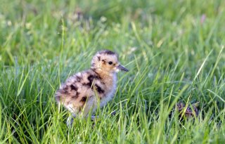 Goed seizoen voor weidevogels volgens boeren en vrijwilligers