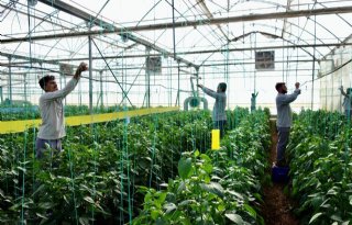 Tuinbouwland Turkije is de springplank naar Azië