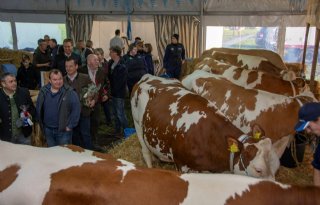 Twintig jaar Fleckvieh: 'We hebben Mercedes-frame om Holstein gebouwd'