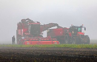 Suikergehalte zakt weg naar 16,1 procent in laatste campagneweken