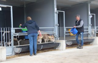 Langer aanhouden kalveren niet moeilijk, wel kostbaar