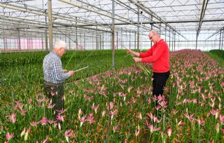 'Nerine is het delicate zusje van de bekende amaryllis'