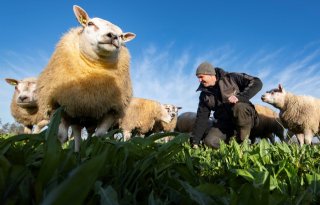 Na zwarte bladzijden door blauwtong durft schapenhouder weer vooruit te kijken