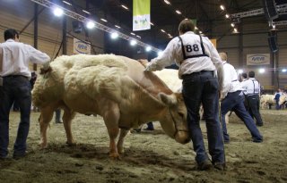 MKZ Duitsland en IBR weerhouden Agriflanders niet van veekeuringen