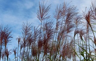 Bedrijven+werken+samen+aan+nieuwe+ontwikkelingen+voor+teelt+miscanthus