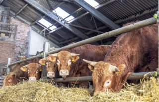 Luxe runderen in trek voor feestdagen