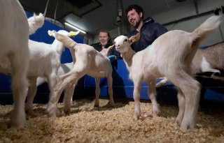 Bij De Mekkerhof in Holten zit lammermaand er bijna op