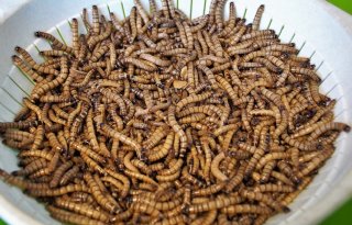 Komende jaren cruciaal voor doorontwikkelen insectenketen