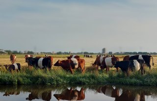 Besluit gemeente betekent einde voor Lakenvelder Boerderij Boterhuispolder