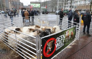 Gelderse Staten willen meer opties om in te grijpen bij incidenten met wolven