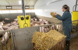 'In de wroetstal zijn de varkens socialer en hebben ze meer interactie'