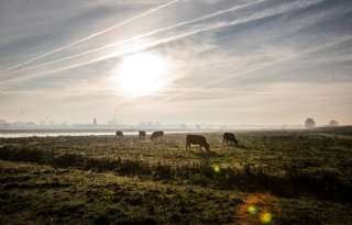 Overijsselse melkveehouders kunnen extra subsidie krijgen voor weidegang