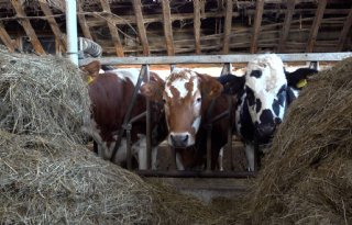 Deze melkveehouders boeren net even anders