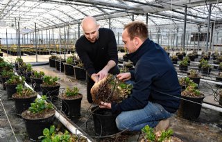 Combinatie van biomiddelen effectief in hortensia’s