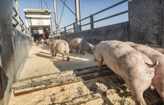 Minder biggen uit Nederland in buitenland afgezet