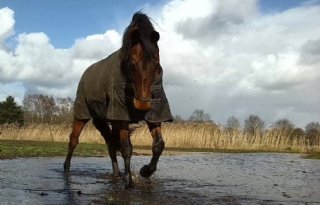 Fors meer dure paarden geëxporteerd, vooral veel kippen grens over