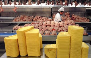 EC: meer kuikenvlees, minder eieren in 2014