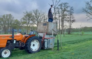 Kalverhouder met walnotenbomen: 'Ik zie toekomst in agroforestry'