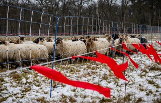 Waar moet geld voor wolvenrasters vandaan komen? Drenthe komt er niet uit