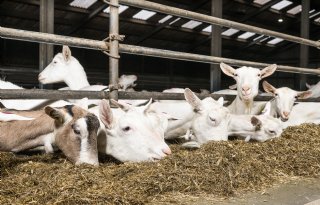 Schapen en geiten delen meer dan weide: ziekteoverdracht ligt op de loer