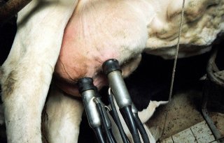 Duitse biologische melkveehouder ontvangt 58 cent per liter in 2024