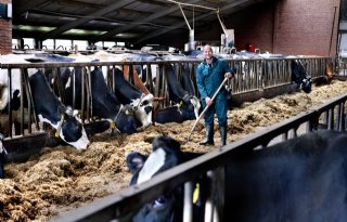 Melkveebedrijf vervangt krachtvoer door veldbonen en gerst