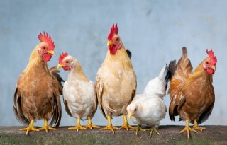 Vogelgriep treft kinderboerderij Hapert, geen zonering ingesteld