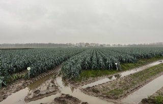 Project Grondig boeren met prei levert al veel op