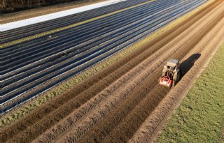 'Dit is het ideale voorjaar voor de aspergeteelt'