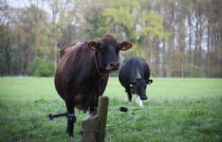 Vier melkveehouders in Noord-Holland meten zelf uitstoot stal