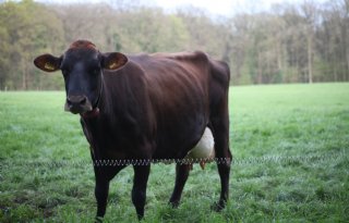 Biologische melkprijs Eko-Holland iets omhoog